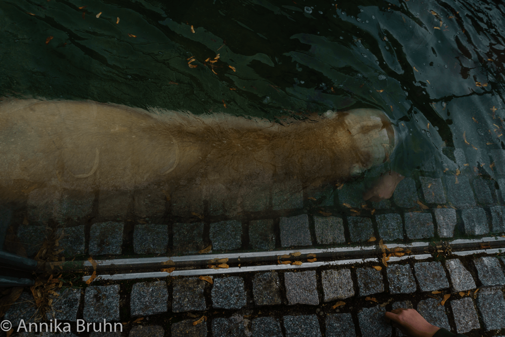 Eisbär ganz nah